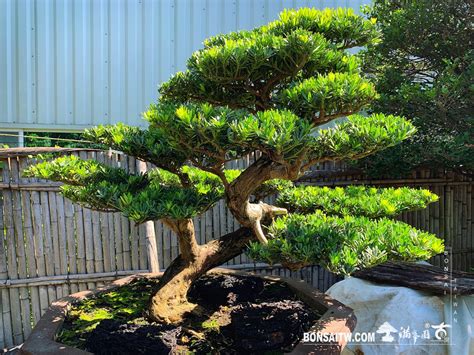 羅漢松庭園樹|深入了解羅漢松的品種：美麗與多樣性並存 – 植物盆栽。